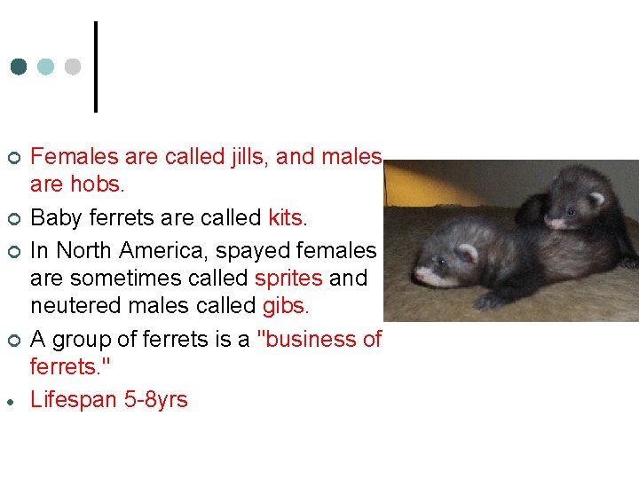 ¢ ¢ Females are called jills, and males are hobs. Baby ferrets are called
