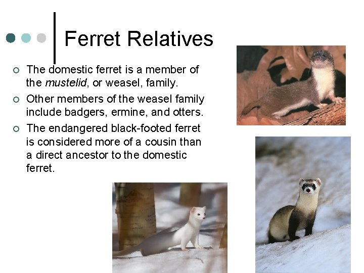 Ferret Relatives ¢ ¢ ¢ The domestic ferret is a member of the mustelid,