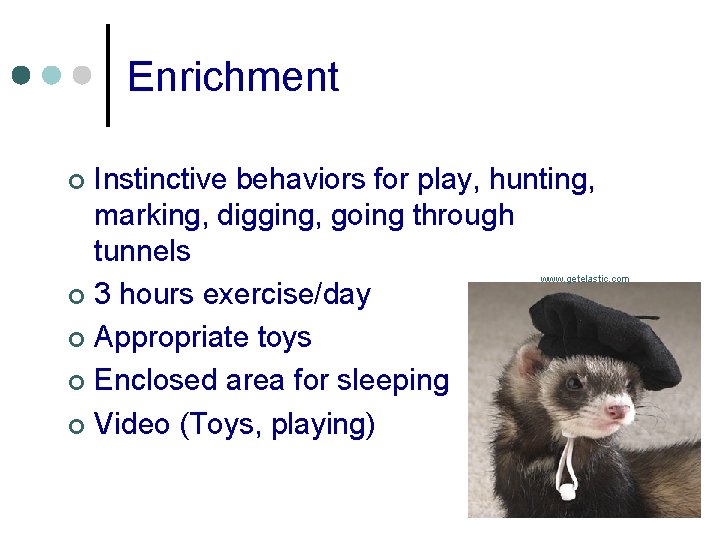 Enrichment Instinctive behaviors for play, hunting, marking, digging, going through tunnels ¢ 3 hours