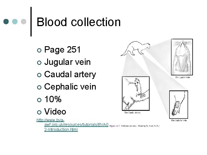 Blood collection Page 251 ¢ Jugular vein ¢ Caudal artery ¢ Cephalic vein ¢