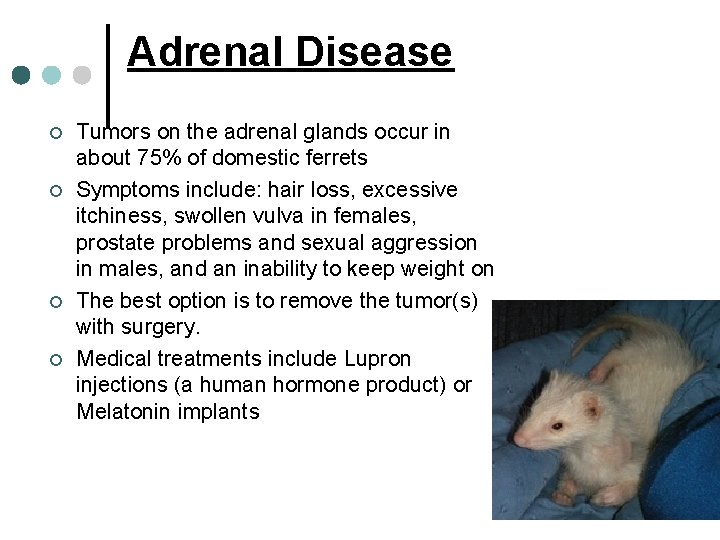 Adrenal Disease ¢ ¢ Tumors on the adrenal glands occur in about 75% of