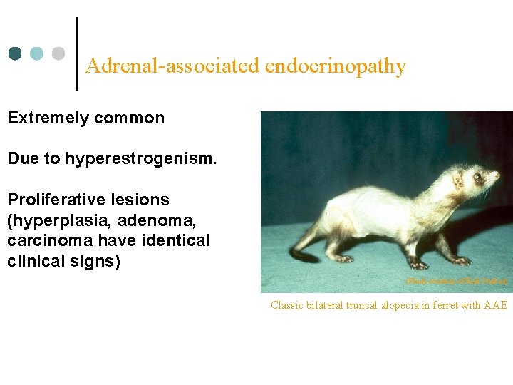 Adrenal-associated endocrinopathy Extremely common Due to hyperestrogenism. Proliferative lesions (hyperplasia, adenoma, carcinoma have identical