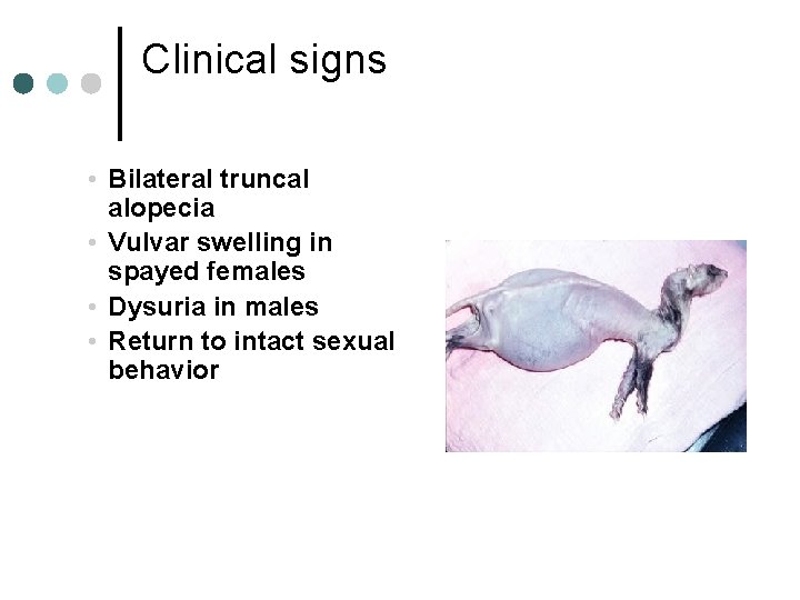 Clinical signs • Bilateral truncal alopecia • Vulvar swelling in spayed females • Dysuria
