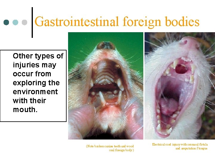 Gastrointestinal foreign bodies Other types of injuries may occur from exploring the environment with