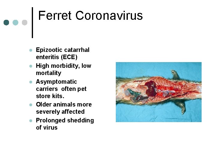 Ferret Coronavirus l l l Epizootic catarrhal enteritis (ECE) High morbidity, low mortality Asymptomatic