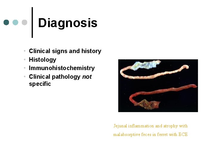 Diagnosis • • Clinical signs and history Histology Immunohistochemistry Clinical pathology not specific Jejunal