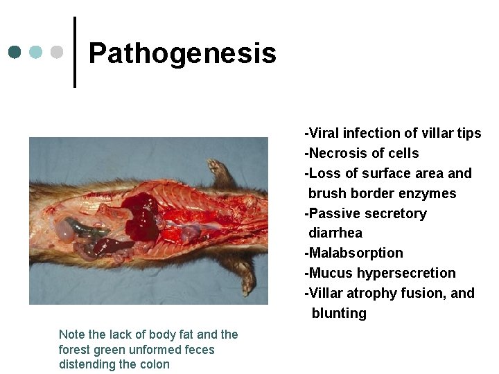 Pathogenesis -Viral infection of villar tips -Necrosis of cells -Loss of surface area and