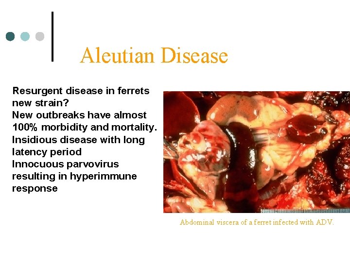 Aleutian Disease Resurgent disease in ferrets new strain? New outbreaks have almost 100% morbidity