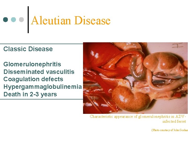 Aleutian Disease Classic Disease Glomerulonephritis Disseminated vasculitis Coagulation defects Hypergammaglobulinemia Death in 2 -3