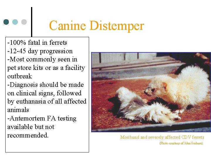 Canine Distemper -100% fatal in ferrets -12 -45 day progression -Most commonly seen in