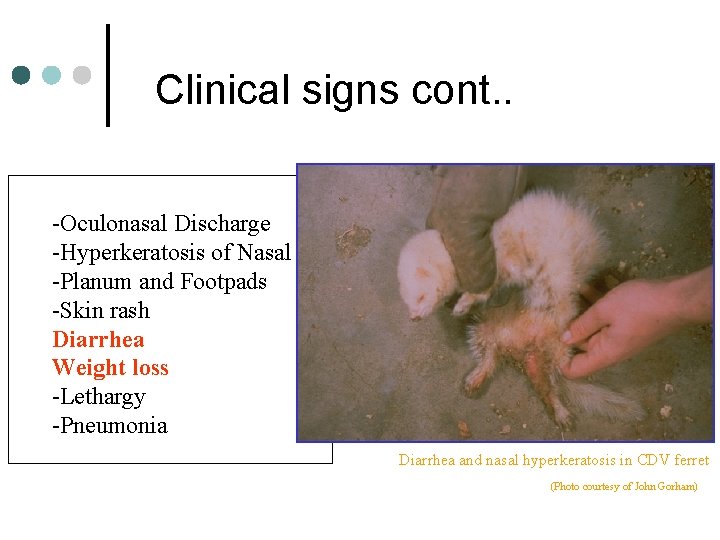 Clinical signs cont. . -Oculonasal Discharge -Hyperkeratosis of Nasal -Planum and Footpads -Skin rash