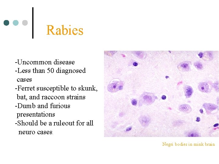 Rabies -Uncommon disease -Less than 50 diagnosed cases -Ferret susceptible to skunk, bat, and