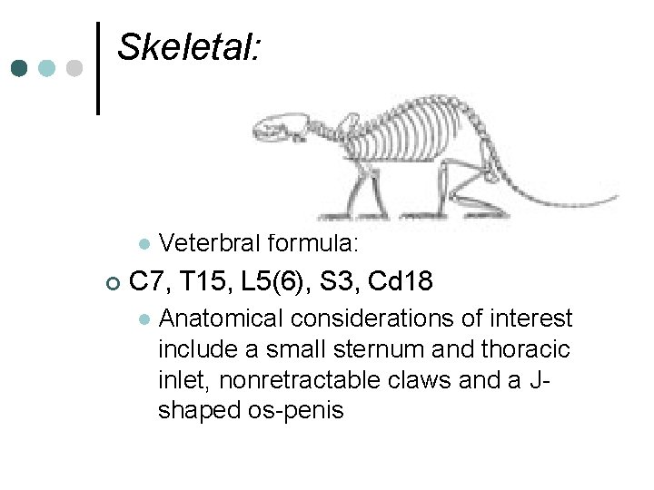 Skeletal: l ¢ Veterbral formula: C 7, T 15, L 5(6), S 3, Cd