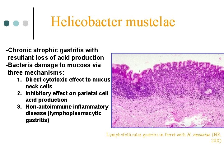 Helicobacter mustelae -Chronic atrophic gastritis with resultant loss of acid production -Bacteria damage to