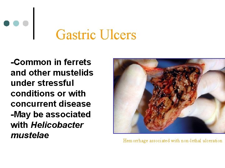 Gastric Ulcers -Common in ferrets and other mustelids under stressful conditions or with concurrent