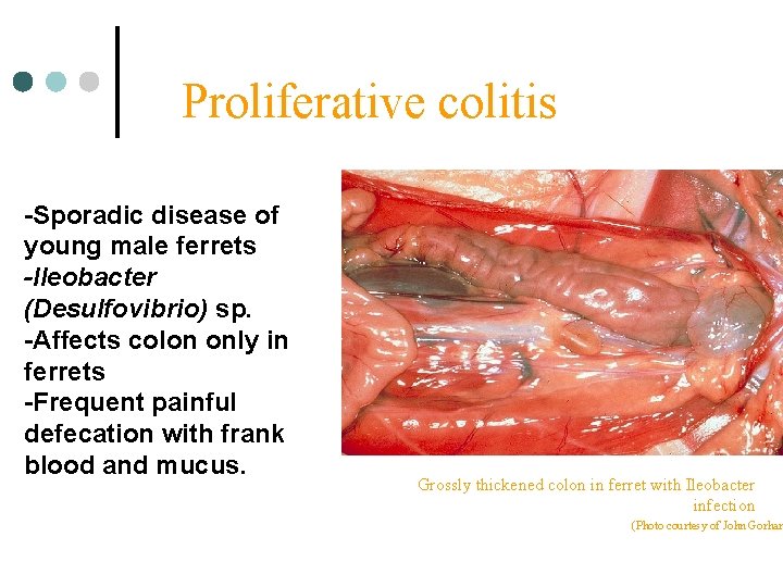 Proliferative colitis -Sporadic disease of young male ferrets -Ileobacter (Desulfovibrio) sp. -Affects colon only