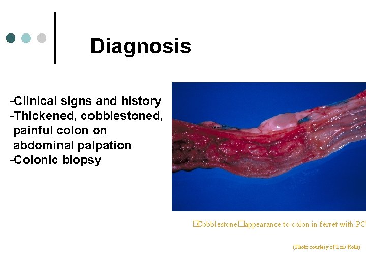 Diagnosis -Clinical signs and history -Thickened, cobblestoned, painful colon on abdominal palpation -Colonic biopsy