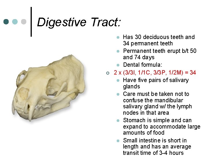Digestive Tract: Has 30 deciduous teeth and 34 permanent teeth l Permanent teeth erupt