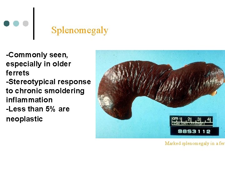 Splenomegaly -Commonly seen, especially in older ferrets -Stereotypical response to chronic smoldering inflammation -Less