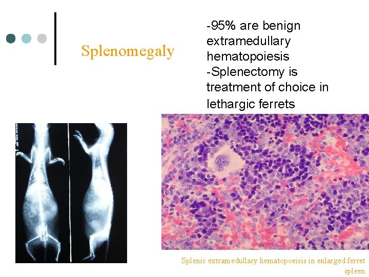 Splenomegaly -95% are benign extramedullary hematopoiesis -Splenectomy is treatment of choice in lethargic ferrets