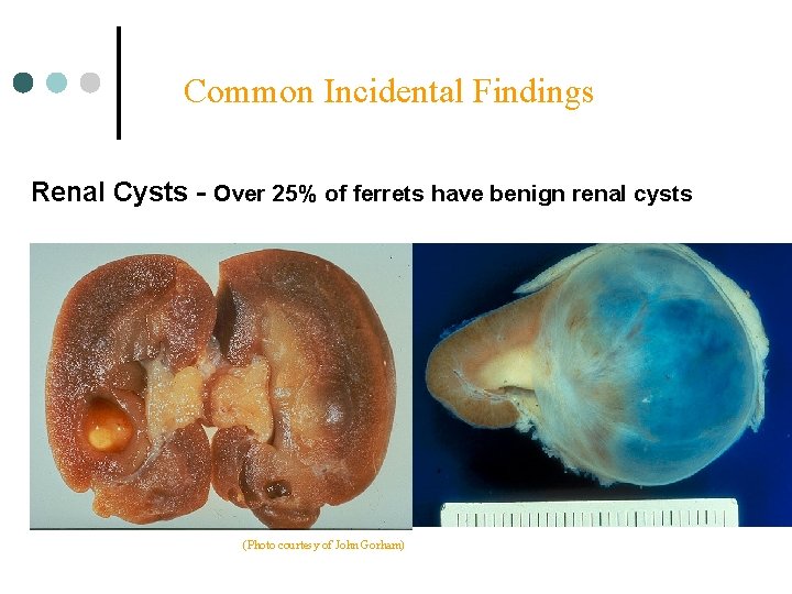 Common Incidental Findings Renal Cysts - Over 25% of ferrets have benign renal cysts