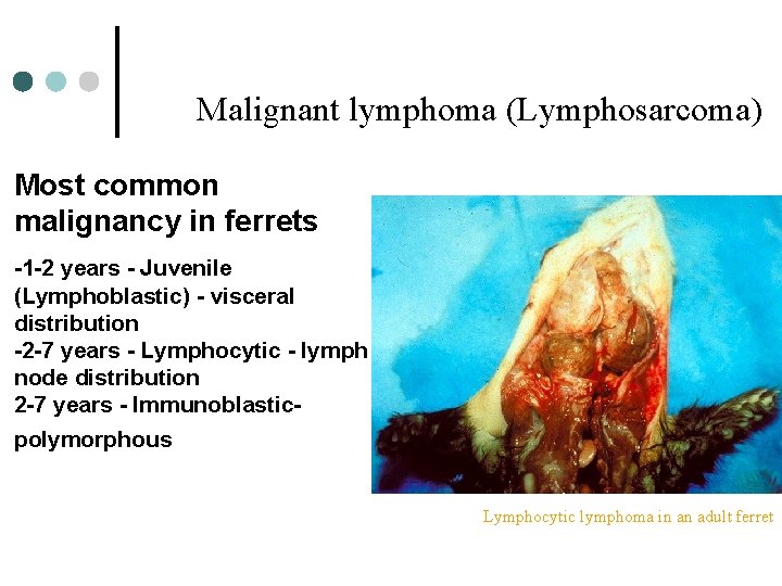 Malignant lymphoma (Lymphosarcoma) Most common malignancy in ferrets -1 -2 years - Juvenile (Lymphoblastic)