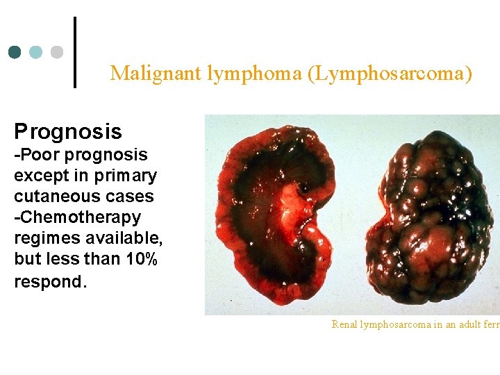 Malignant lymphoma (Lymphosarcoma) Prognosis -Poor prognosis except in primary cutaneous cases -Chemotherapy regimes available,
