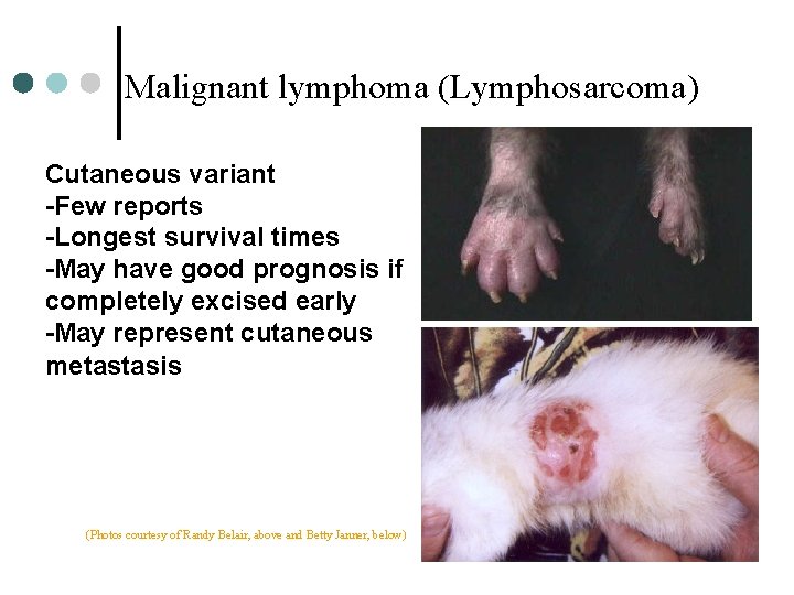 Malignant lymphoma (Lymphosarcoma) Cutaneous variant -Few reports -Longest survival times -May have good prognosis