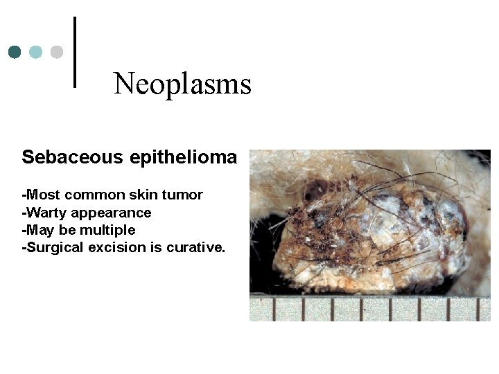 Neoplasms Sebaceous epithelioma -Most common skin tumor -Warty appearance -May be multiple -Surgical excision