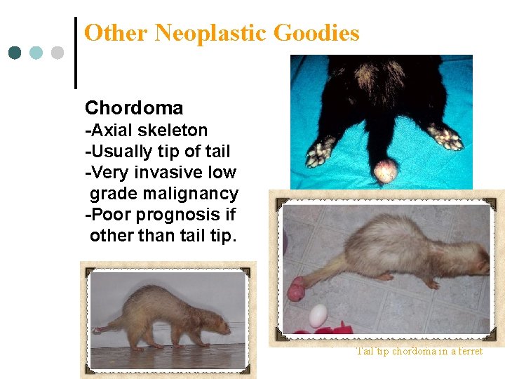 Other Neoplastic Goodies Chordoma -Axial skeleton -Usually tip of tail -Very invasive low grade