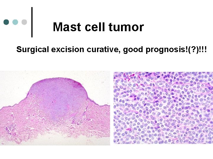 Mast cell tumor Surgical excision curative, good prognosis!(? )!!! 