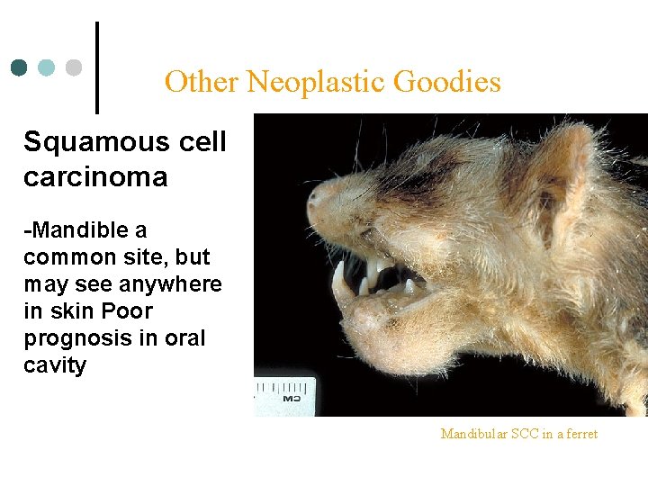 Other Neoplastic Goodies Squamous cell carcinoma -Mandible a common site, but may see anywhere