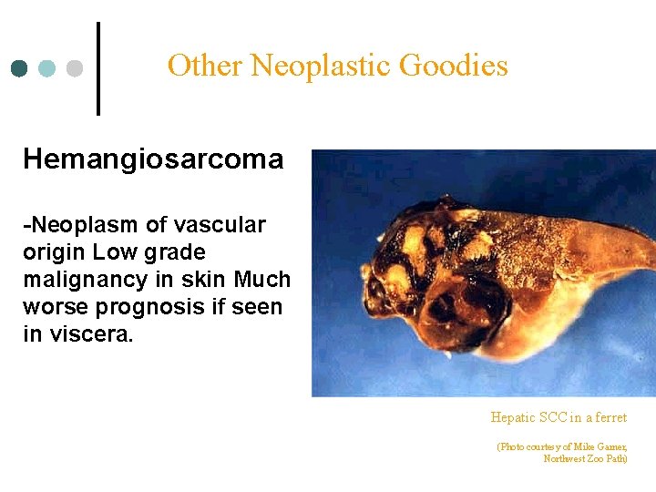 Other Neoplastic Goodies Hemangiosarcoma -Neoplasm of vascular origin Low grade malignancy in skin Much