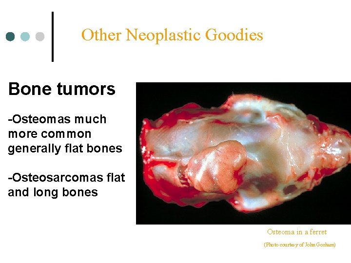 Other Neoplastic Goodies Bone tumors -Osteomas much more common generally flat bones -Osteosarcomas flat