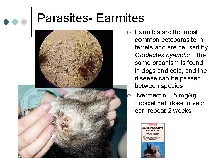 Parasites- Earmites ¢ ¢ Earmites are the most common ectoparasite in ferrets and are