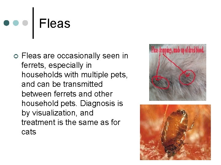 Fleas ¢ Fleas are occasionally seen in ferrets, especially in households with multiple pets,