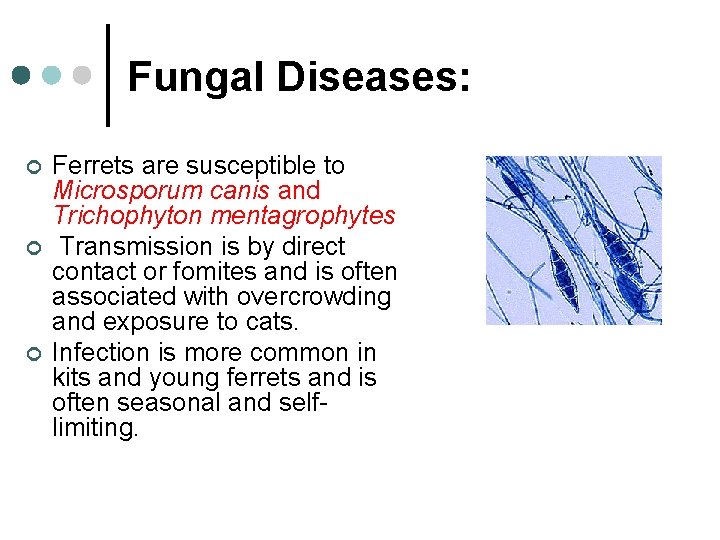 Fungal Diseases: ¢ ¢ ¢ Ferrets are susceptible to Microsporum canis and Trichophyton mentagrophytes