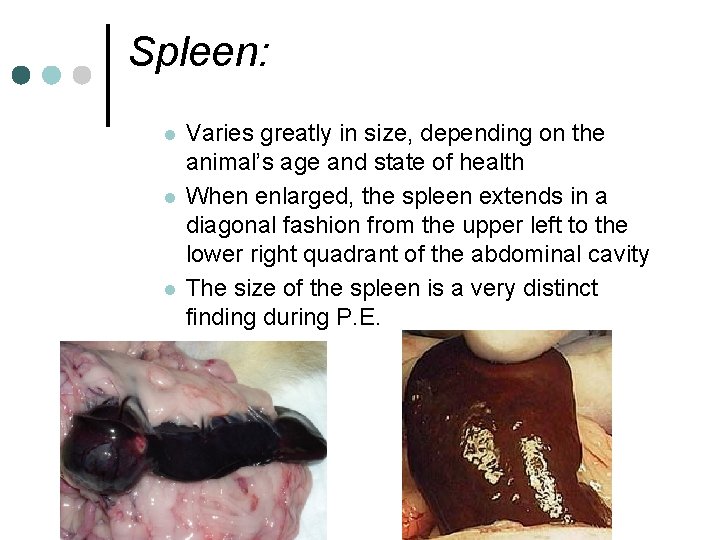 Spleen: l l l Varies greatly in size, depending on the animal’s age and