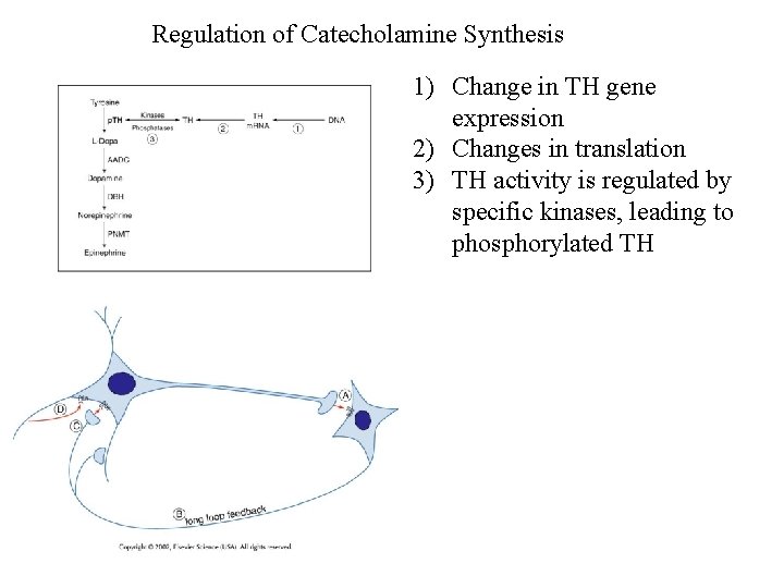 Regulation of Catecholamine Synthesis 1) Change in TH gene expression 2) Changes in translation