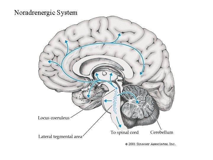 Noradrenergic System 