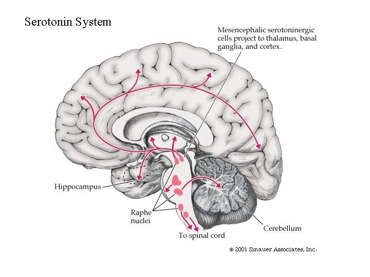 Serotonin System 