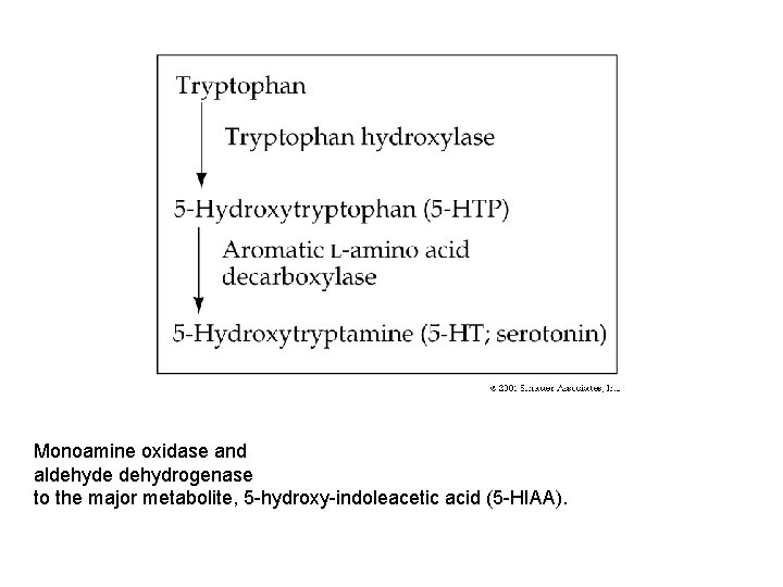 Monoamine oxidase and aldehyde dehydrogenase to the major metabolite, 5 -hydroxy-indoleacetic acid (5 -HIAA).
