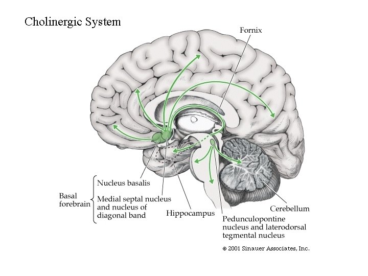 Cholinergic System 