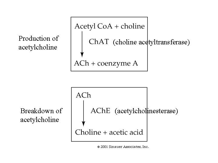 Production of acetylcholine (choline acetyltransferase) Breakdown of acetylcholine (acetylcholinesterase) 