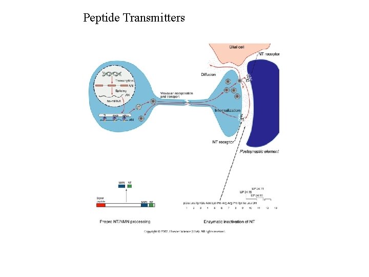 Peptide Transmitters 