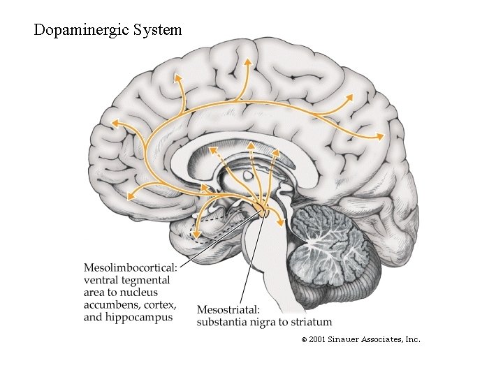 Dopaminergic System 