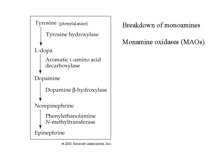 (phenylalanine) Breakdown of monoamines Monamine oxidases (MAOs) 