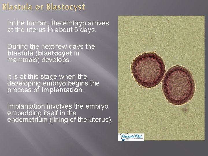 Blastula or Blastocyst In the human, the embryo arrives at the uterus in about