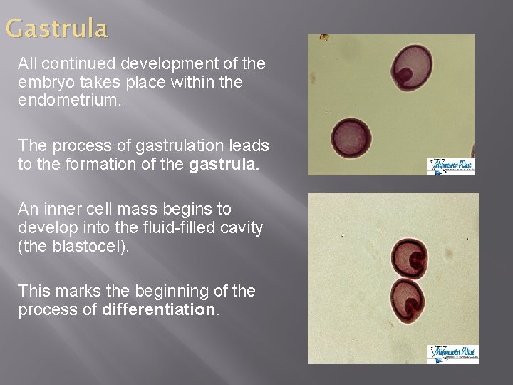 Gastrula All continued development of the embryo takes place within the endometrium. The process