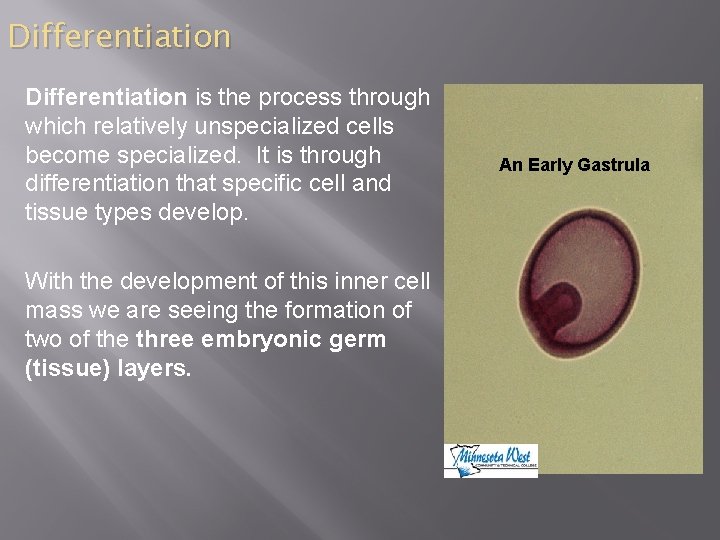 Differentiation is the process through which relatively unspecialized cells become specialized. It is through